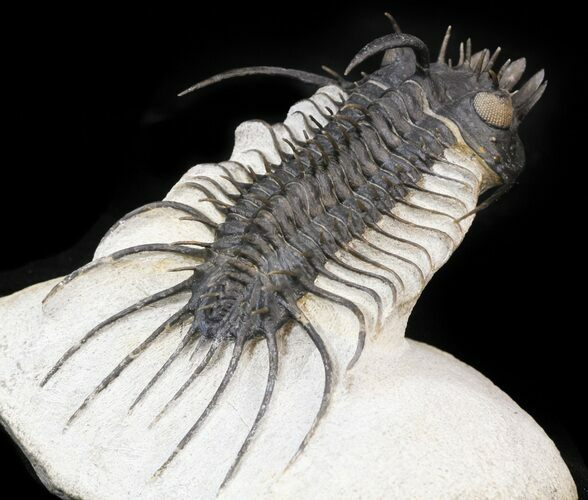 Large, Spiny Quadrops Trilobite - Great Preparation #44450